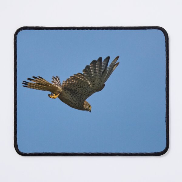 Item preview, Free as a bird. Common kestrel designed and sold by Jouko Lehto Photography.