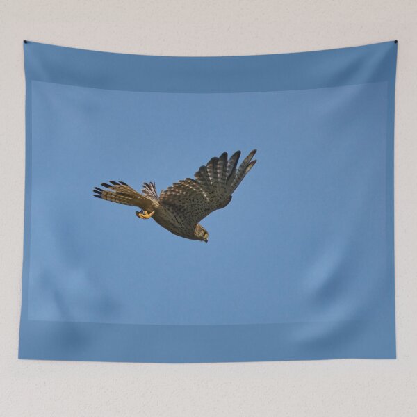 Item preview, Free as a bird. Common kestrel designed and sold by Jouko Lehto Photography.