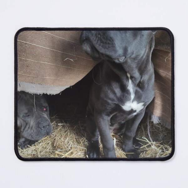 Item preview, the young dog is enjoying his new home designed and sold by BS-animals.