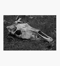 Horse Skull on Grass Photographic Print