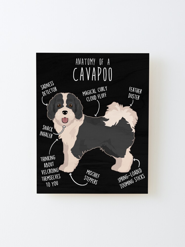 Parti cavapoo hot sale