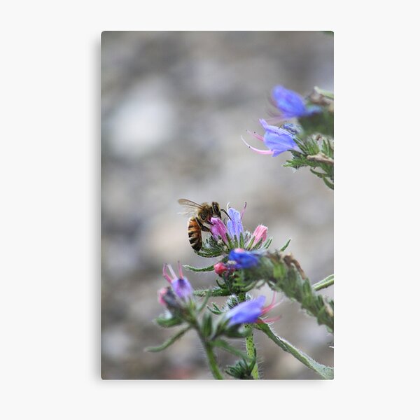 Sweet Nectar Metal Print