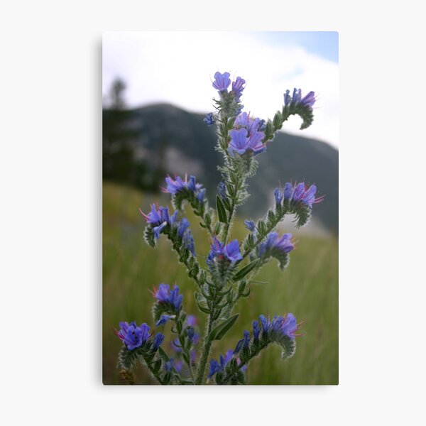 Common Viper's Bugloss Metal Print