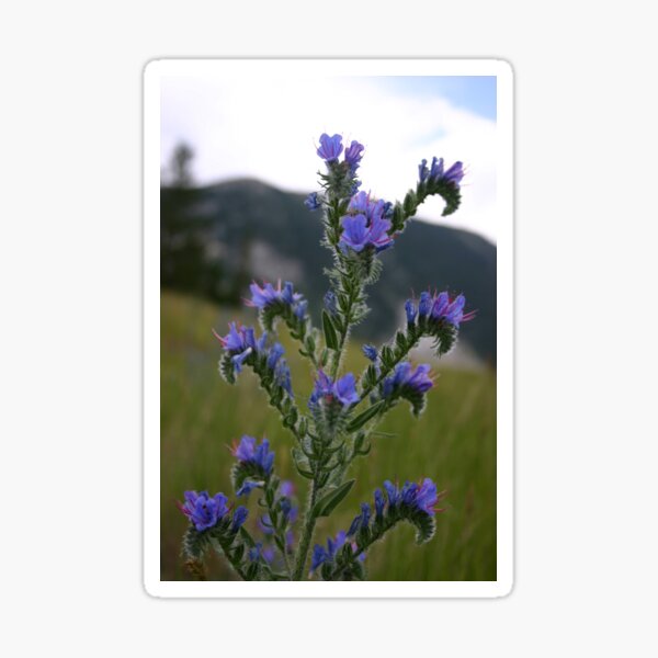 Common Viper's Bugloss Sticker