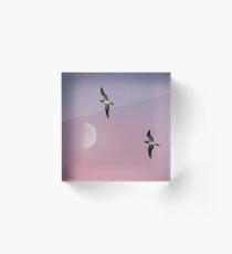 Brown boobies flying home to roost Acrylic Block