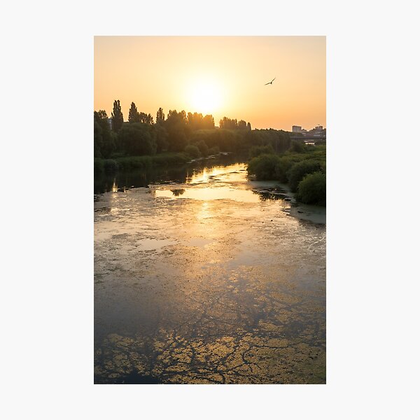 Item preview, Brilliant Serendipity - Sunrise Seagull over Maritsa River in Plovdiv Bulgaria designed and sold by Georgia Mizuleva.