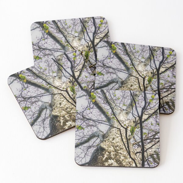 Item preview, American Sycamore Tree designed and sold by rose-waterhause.