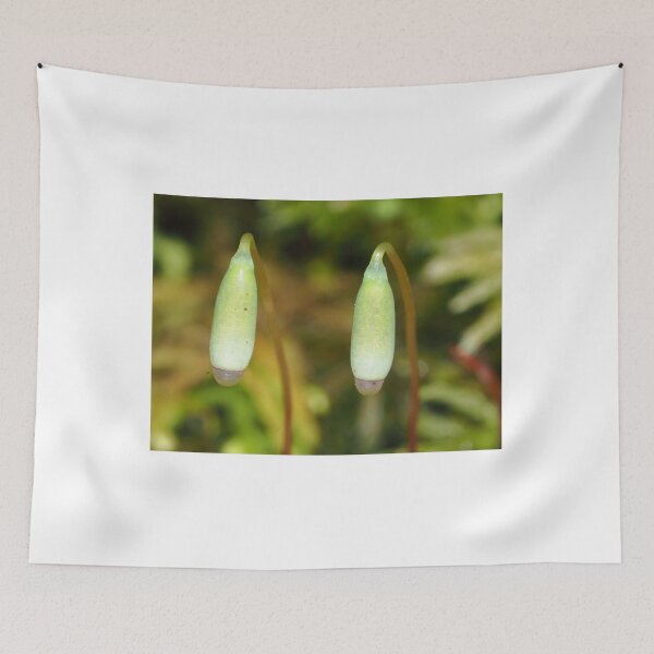 Item preview, Moss sporophytes macro shot designed and sold by SDym Photography.