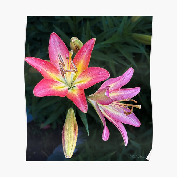 Pink Lily High in The Rockies Graphic Tee Large