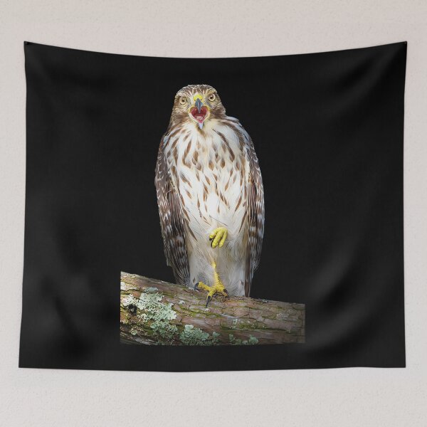Item preview, song of the hawk mark andrew thomas transparent	 designed and sold by ochfpkenbor17.