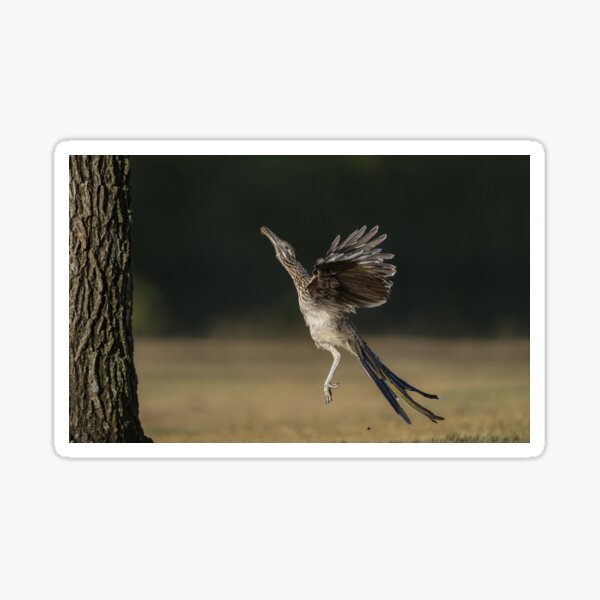 Leaping to feed Sticker