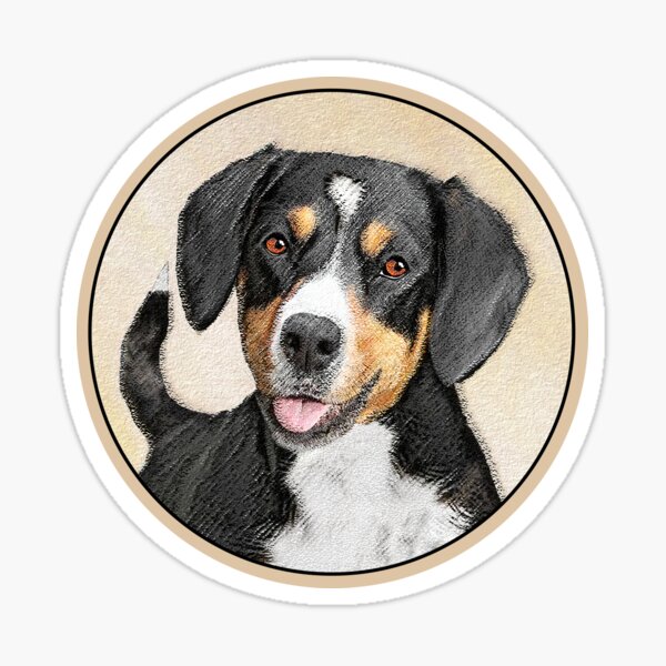 Entlebucher best sale for sale