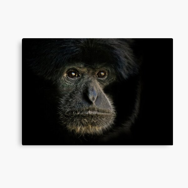 Siamang Canvas Print
