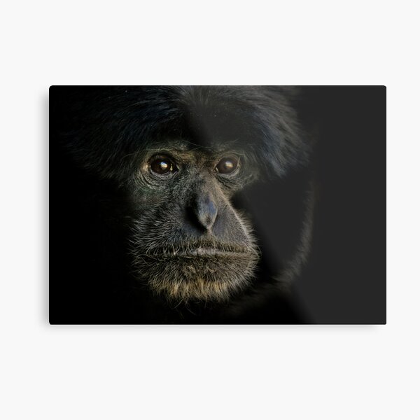 Siamang Metal Print