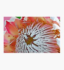 King Protea centre detail Photographic Print