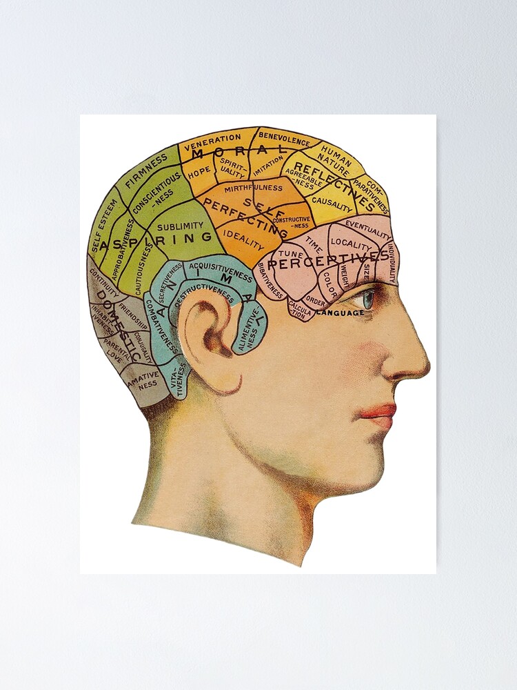 "Phrenology Chart" Poster for Sale by VASSdesign Redbubble