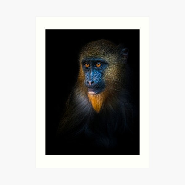 Mandrill Art Print