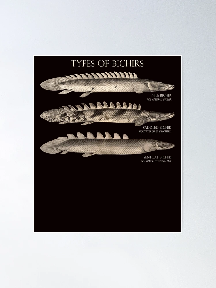 Bichir Types Polypterus Aqaurium Monster Fish Keeper Retro Vintage