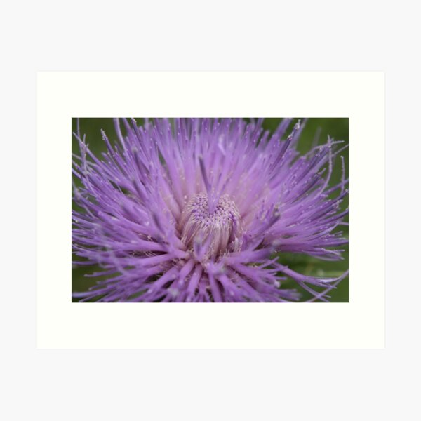 Item preview, Pretty Thistle designed and sold by Tonia Delozier's Photography .