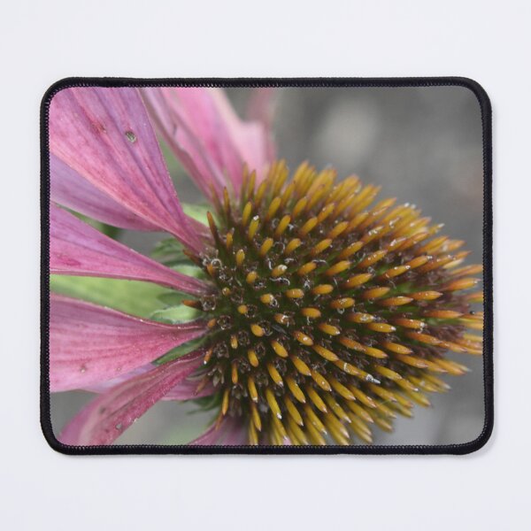 Item preview, Coneflower designed and sold by Tonia Delozier's Photography .