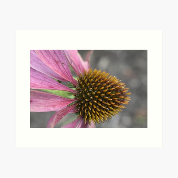 Item preview, Coneflower  designed and sold by Tonia Delozier's Photography .