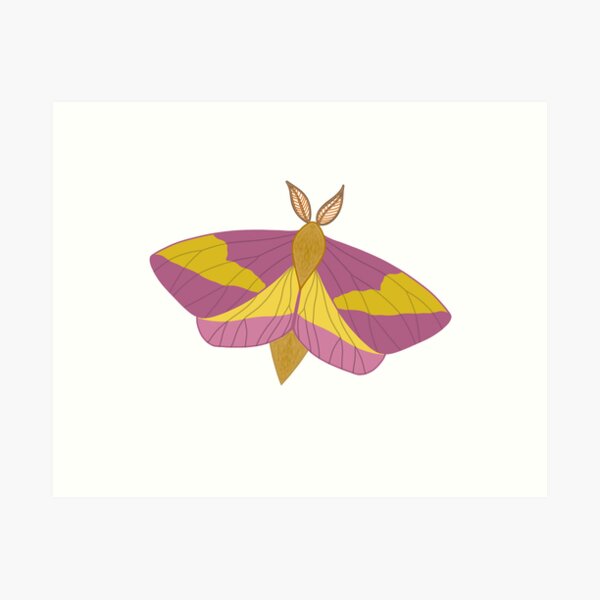 Rosy Maple Moth (large), an art print by Lo Rae Creates - INPRNT