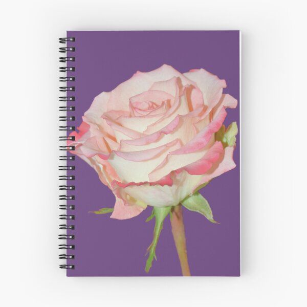 Item preview, Pink Rose Open Bloom - purple background designed and sold by Louise-Mae.