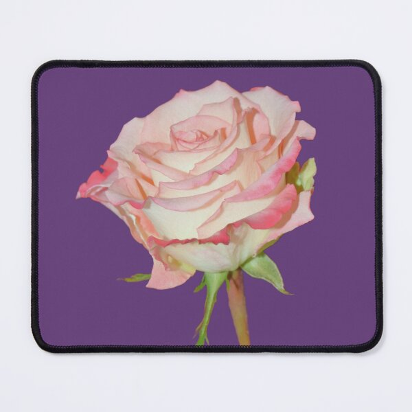 Item preview, Pink Rose Open Bloom - purple background designed and sold by Louise-Mae.