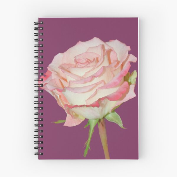 Item preview, Pink Rose Open Bloom - burgundy background designed and sold by Louise-Mae.
