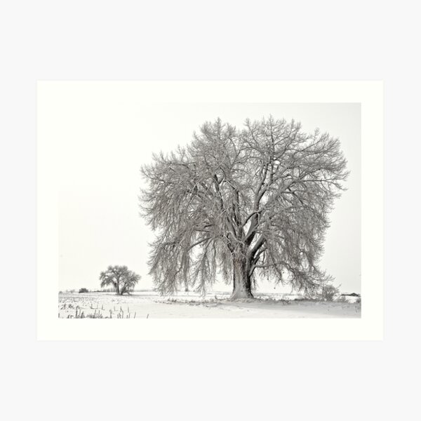 Frosted Cottonwoods Art Print