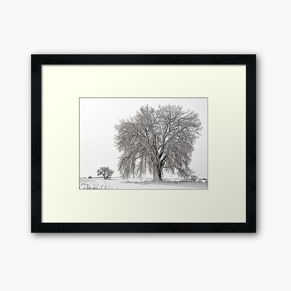 Frosted Cottonwoods Framed Art Print