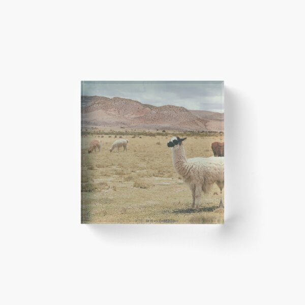 Item preview, Alpaca Print Sticker T Shirt For Kids Men Women Real Realistic Photo Notebook Mugs Travel Cup Travel Mug Pillow Graphic Shirt lama Llama designed and sold by arcadetoystore.