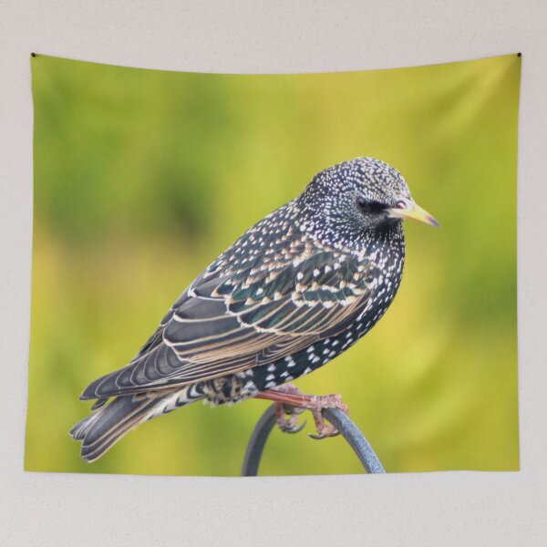 Item preview, Stunning Starling designed and sold by carrizizi.