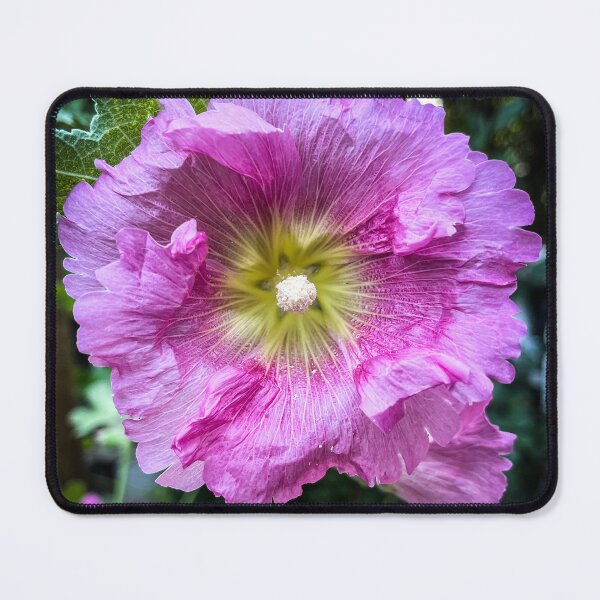 Item preview, In the garden: Alcea (Hollyhock), Los Angeles, California  designed and sold by Douglas E. Welch Design and Photography.