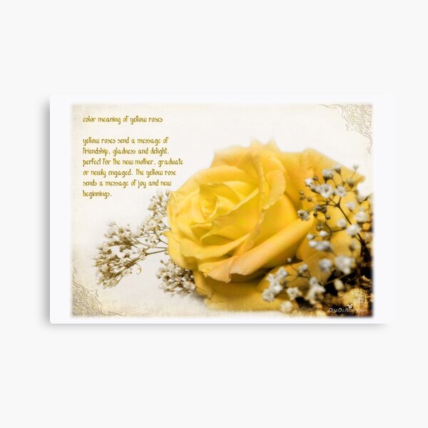 Yellow rose Canvas Print