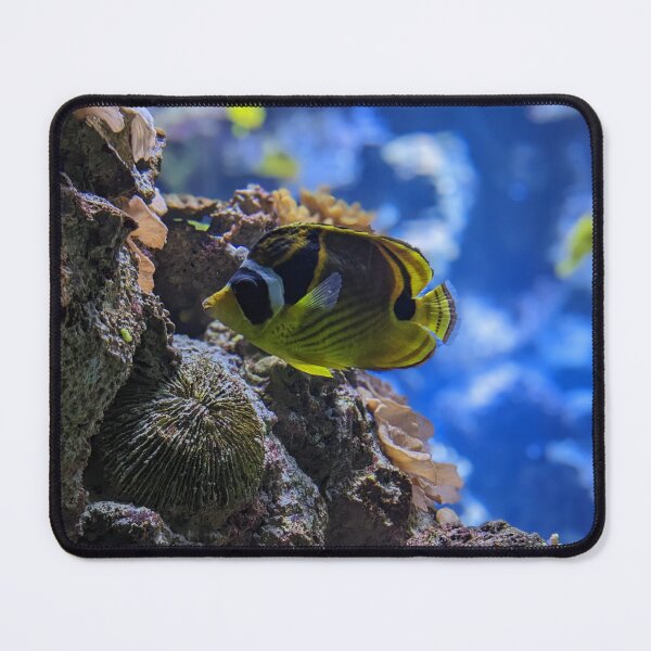 Item preview, Racoon Butterflyfish designed and sold by TheRealDanniX.