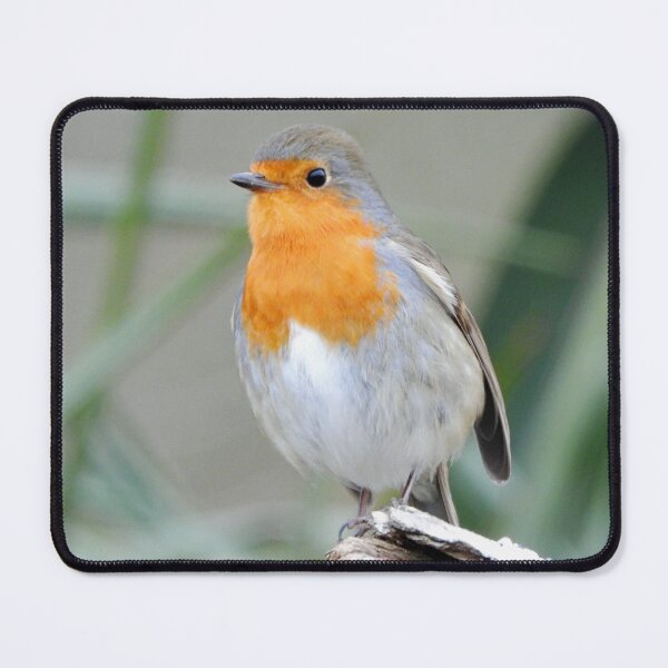 Item preview, A wonderful little Red Robin designed and sold by Karen Thomson.