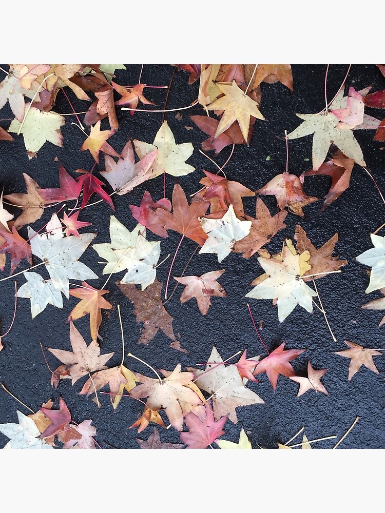 Thumbnail 2 of 2, Tote Bag, Autumn Leaves - Liquidambar styraciflua designed and sold by douglasewelch.