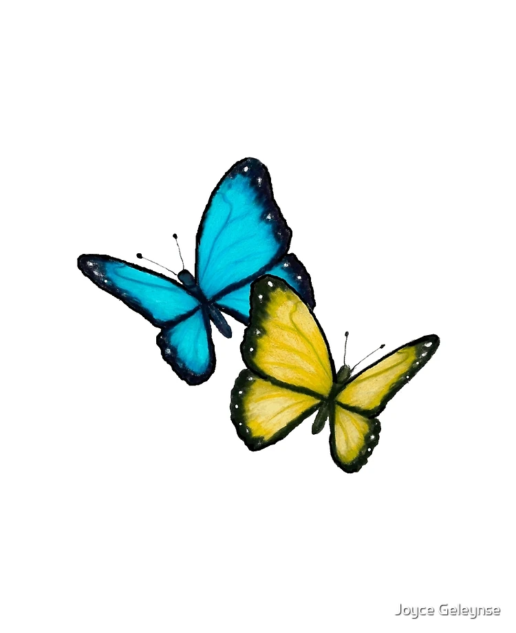 Blue and yellow butterfly