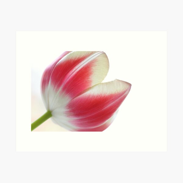 Leuchtende Tulpe Kunstdruck
