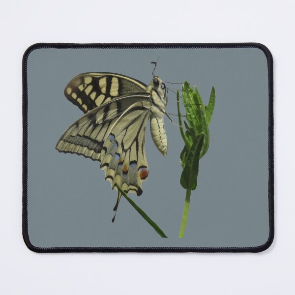 Item preview, Scarce Swallowtail Butterfly Vector Art designed and sold by taiche.