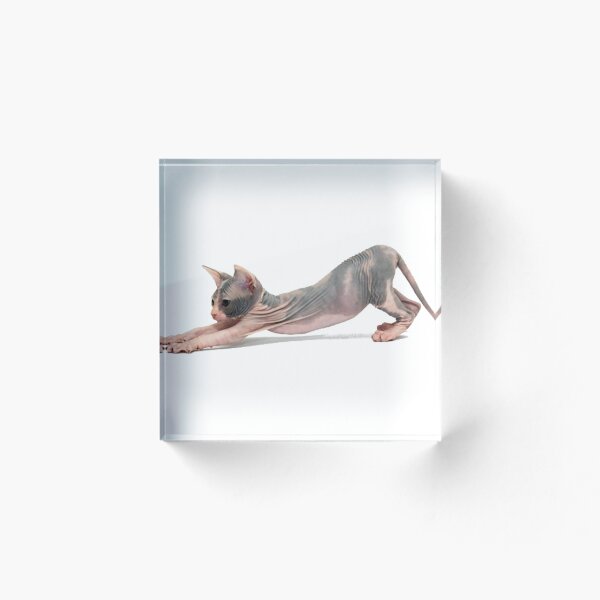 Item preview, Hairless cat designed and sold by danibreann.