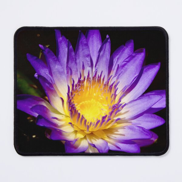 Item preview, Deep Purple Lilly Flower at lagoons designed and sold by Mark Grimsley.