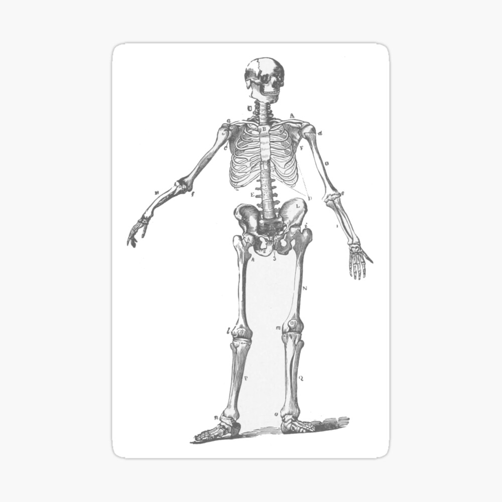 Human Skeleton Drawing | Anatomy Art | Surface View