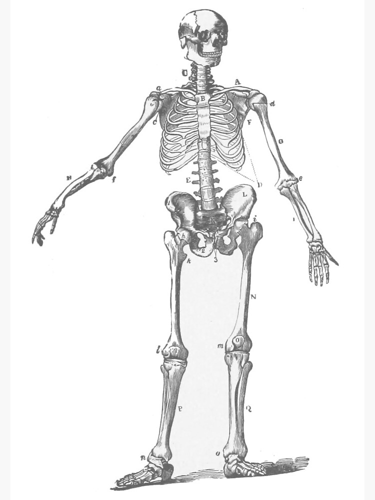 Human skeleton structure vector drawing 2405175 Vector Art at Vecteezy