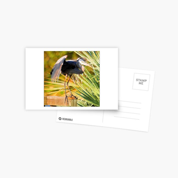 Folding WIngs Postcard