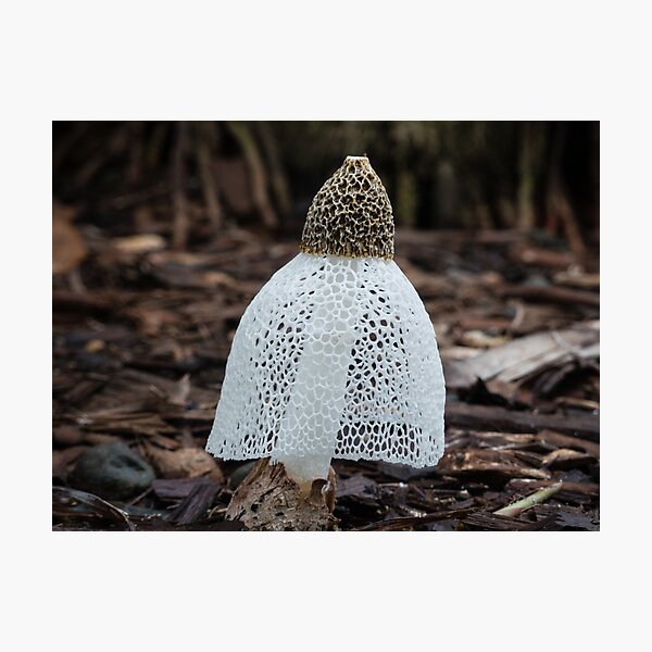 Bridal Veil (Phallus indusiatus) fungi. Photographic Print