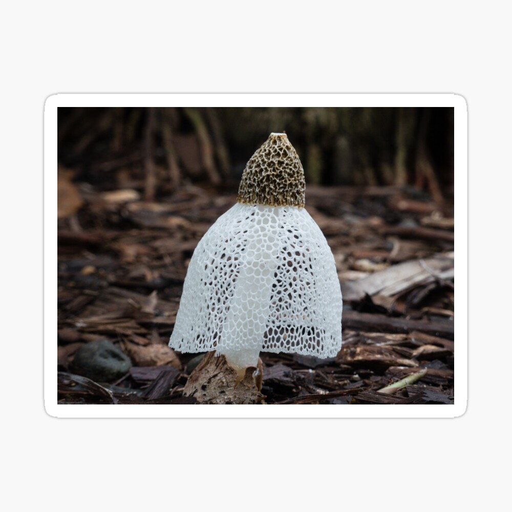 Bridal Veil Phallus Indusiatus Fungi Photographic Print By Conniekerr Redbubble