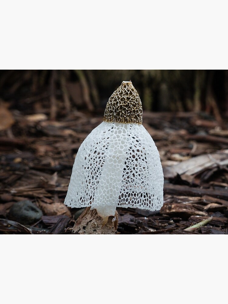 Bridal Veil Phallus Indusiatus Fungi Art Board Print By Conniekerr Redbubble