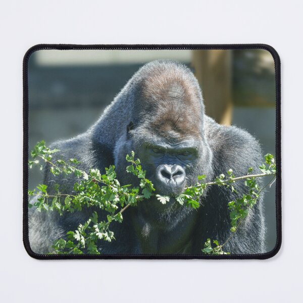 Item preview, Silverback Splendour designed and sold by rawshutterbug.